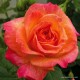 Trandafir floribund Gartenspass C4